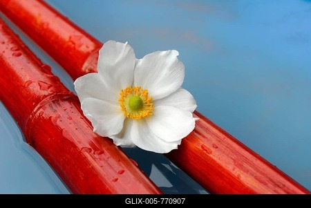 Japanese autumn anemone, flower on bamboo sticks (Anemone hupehensis var. japonica), Japanese anemone, Japanese anemone, bamboo-stock-foto