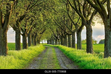 Alley in the evening light, Swedish whitebeam (Sorbus intermedia), country lane, Eichsfeld, Thuringia, Germany-stock-foto