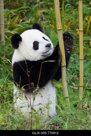 Giant Panda (Ailuropoda melanoleuca), two years, China Conservation and Research Centre for the Giant Panda, Chengdu, Sichuan, China-stock-foto
