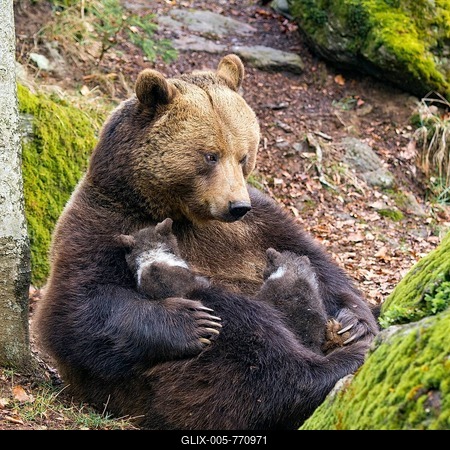 European brown bear (Ursus arctos) mother suckling cub, 3 months, captive, animal enclosure, Bavarian Forest National Park, Bavaria, Germany-stock-foto