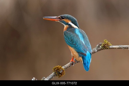 Kingfisher (Alcedo atthis), female sitting on a branch, Zeppenfeld, Neunkirchen, North Rhine-Westphalia, Germany-stock-foto