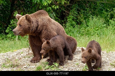 Brown bears at the Transfagara, the Transfogaras High Road in the Fagaras Mountains, also Fogaras Mountains, in the mountain group of the Southern Carpathians. Female bear with cubs. Arges, Romania, South-Eastern Europe-stock-foto