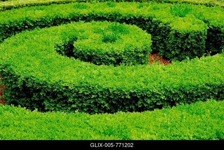 Common box-hedge, hedge, plants (Buxaceae), topiary-stock-foto