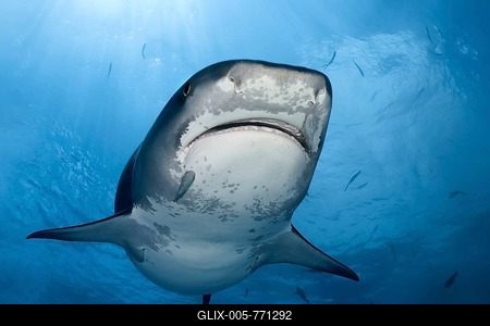 Tiger Shark (Galeocerdo cuvier), from below, Fuvahmulah Island, Gnaviyani or Nyaviyani Atoll, Maldives-stock-foto