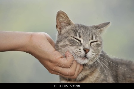 Tabby enjoys being petted, love of animals-stock-foto
