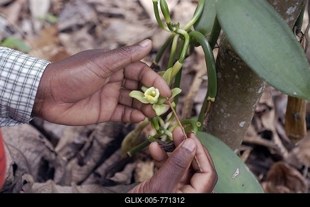 Manual pollination of a flower for the cultivation of vanilla pods, vanilla plantation in Thekkady, Kerala, South India, India, Asia-stock-foto