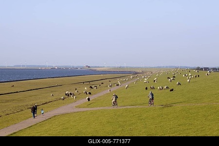 Dike foreland on Nordstrand Island, walkers and dike sheep, Schleswig-Holstein, North Germany, Germany, Europe-stock-foto