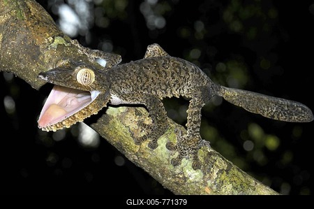 Giant leaf-tail gecko (Uroplatus fimbriatus) in defensive posture, Madagascar, Africa, Indian Ocean-stock-foto