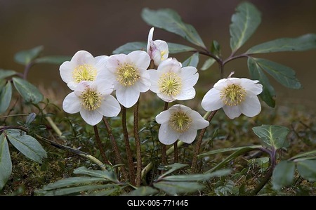 Christmas rose or Black hellebore (Helleborus niger), Thiersee, Tyrol, Austria, Europe-stock-foto