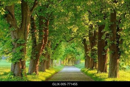 Chestnut avenue in the morning light, old cobblestone pavement, near Binz, Rügen Island, Mecklenburg-Western Pomerania, Germany-stock-foto