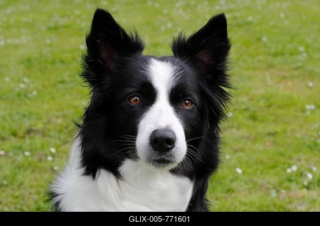 Border Collie, dog portrait-stock-foto