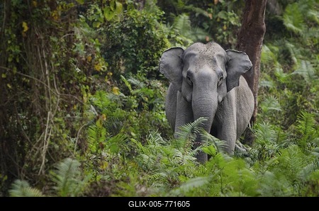 Elephant (Elephas maximus), in the forest, Kaziranga National Park, Assam, northeast India, India, Asia-stock-foto