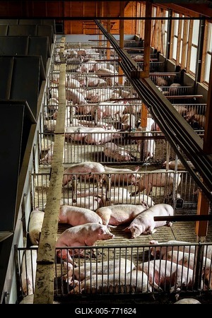 Mass livestock farming, pigs on slatted floors, animal welfare fattening stable, Ense, North Rhine-Westphalia, Germany-stock-foto