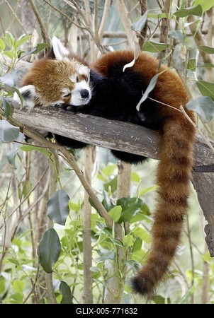 Red or Lesser Panda, Firefox (Ailurus fulgens fulgens), sleeping adult, native to Asia, China-stock-foto