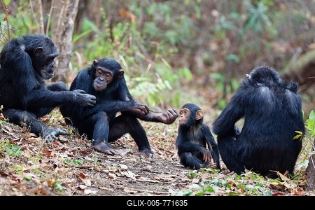 Chimpanzees (Pan troglodytes), females with baby, Mahale Mountains National Park, Tanzania, East Africa, Africa-stock-foto