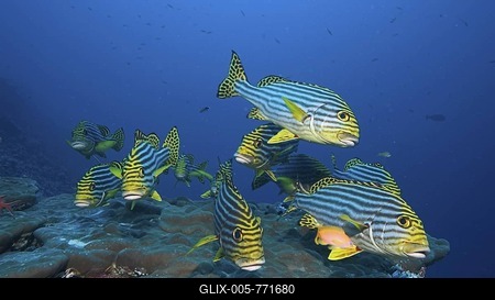 Sweetlip(Plectorhinchus orientalis)-stock-foto