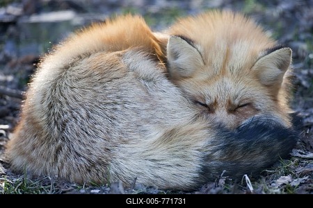 Red Fox (Vulpes vulpes)-stock-foto