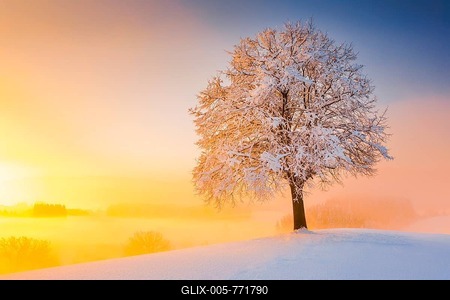 Lime tree in winter, Switzerland-stock-foto