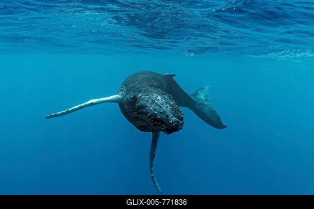 Humpback whale (Megaptera novaeangliae), young, calf, in the open sea, Silver Bank, Silver and Navidad Bank Sanctuary, Atlantic Ocean, Dominican Republic-stock-foto