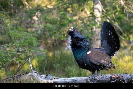 Courtshiping Western capercaillie (Tetrao urogallus), Black Forest, Baden-Württemberg, Germany-stock-foto