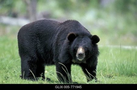 Asiatic or Tibetan Black Bear, Moon Bear (Ursus thibetanus), adult, native to Asia-stock-foto