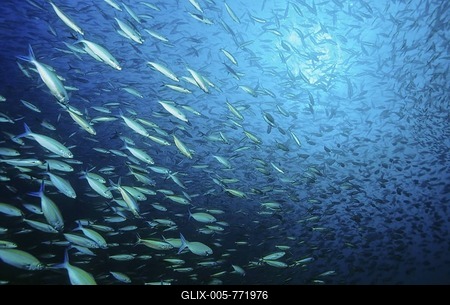 School of Multicolor fuslier (Caesio lineata) feeding at blue water zooplankton, midwater, Similan Islands, Andaman Sea, Thailand, Asia, Indian Ocean-stock-foto