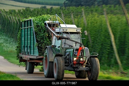 Hop harvest, tractor transporting hops, Hops (Humulus lupulus), hop garden, Biburg, Hallertau or Holledau area, Lower Bavaria, Bavaria, Germany-stock-foto