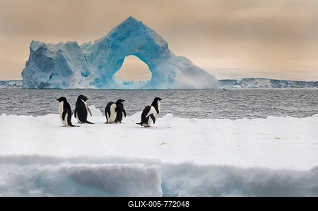 Group of Adelie penguins (Pygoscelis adeliae) on an iceberg, natural arch iceberg in the back, Paulet Island, Erebus and Terror Gulf, Antarctic Peninsula, Antarctica-stock-foto