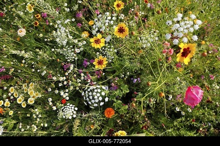 Meadow with many wild flowers in full bloom-stock-foto