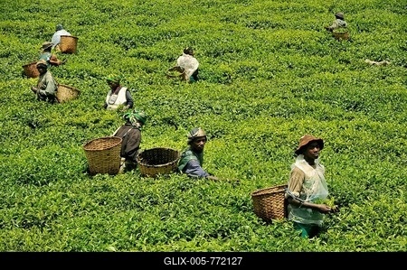 Tea harvest in the grounds of the Nyungwe Forest Lodge, Nyungwe National Park, Rwanda, Africa-stock-foto