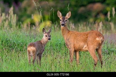 European roe deer (Capreolus capreolus) female with fawn in grassland at the edge of the forest in summer-stock-foto