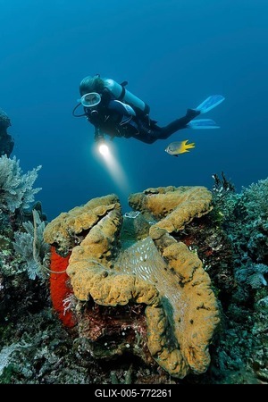 Female diver looking at a giant clam (Tridacna gigas) on a coral reef, Great Barrier Reef, a UNESCO World Heritage Site, Queensland, Cairns, Australia, Pacific Ocean-stock-foto