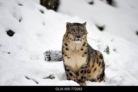 Younger Snow leopard (Panthera uncia), captive, sits in the snow in winter, looks into the distance, Occurrence Himalaya, Pamir, Hindukush, Altaj, Nepal, India, Tibet, Russia-stock-foto