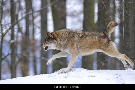 Mackenzie Wolf, Alaskan Tundra Wolf or Canadian Timber Wolf (Canis lupus lycaon) in the snow, reprimand by the alpha of the pack, aggressive-stock-foto