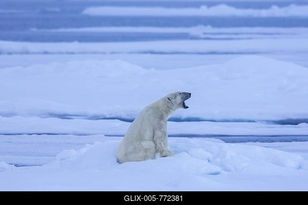 Solitary polar bear (Thalarctos maritimus) yawning on ice floe in Arctic ocean-stock-foto
