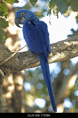 Hyacinth Macaw (Anodorhynchus hyacinthinus), hind on tree, Pantanal, Brazil, South America-stock-foto