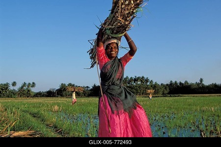 Woman, smiling, carrying bundles of sugarcane on her head, harvesting sugar cane, Swamimalai, Tamil Nadu, South India, India, Asia-stock-foto