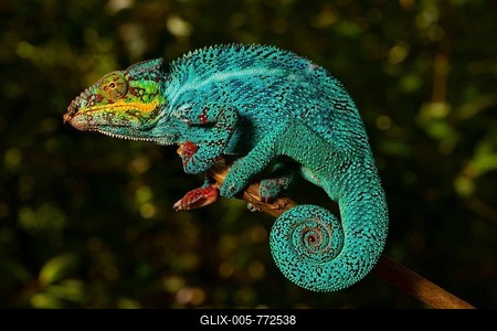 Panther chameleon (Furcifer pardalis), male, sitting on a branch, Nosy Faly Island, Northwest Madagascar, Madagascar-stock-foto