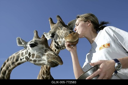 Zookeeper with Giraffes (Giraffa camelopardalis) at ZOOM Erlebniswelt Zoo in Gelsenkirchen, North Rhine-Westphalia, Germany, Europe-stock-foto