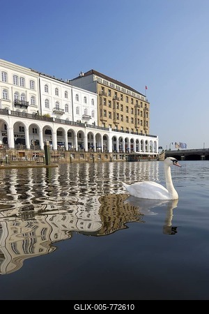 Swan (Cygnini), Binnenalster, Hamburg, Germany-stock-foto