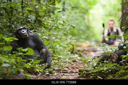 Research on animal communication with a habituated group of chimpanzees, common chimpanzee (Pan troglodytes), in the Budongo Forest Reserve, here the former alpha male Duane sitting on a forest path, biologist Simon Townsend from St. Andrews University in Edinburgh holding a microphone at the back, Nyabyeya, Uganda, Africa-stock-foto