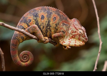 Malagasy giant chameleon (Furcifer oustaleti), female, pregnant, Ivato, Antananarivo, central highlands, Madagascar-stock-foto