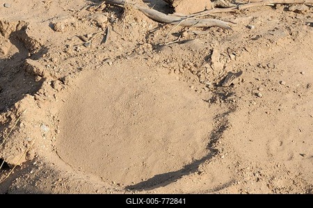 Track of an animal, footprint of an elephant, Damaraland, Namibia, Africa-stock-foto