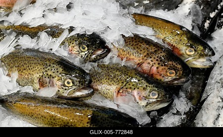 Brown trout for sale, lying on ice at the fish market, market hall, Mercado dos Lavradores, Funchal, Madeira, Portugal-stock-foto