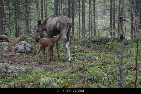 Cow elk with calf (alces alces)-stock-foto