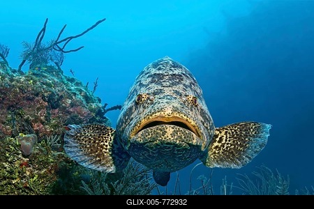 Atlantic goliath grouper fish or itajara or Jewfish (Epinephelus itajara) swimming in front of coral reef, Republic of Cuba, Caribbean Sea, Caribbean, Central America-stock-foto
