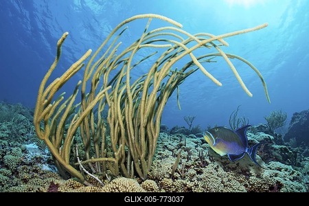 Coral reef, Giant slit-pore sea rod (Plexaurella nutans), Queen triggerfish (Balistes vetula), Little Tobago, Speyside, Trinidad and Tobago, Lesser Antilles, Caribbean Sea-stock-foto