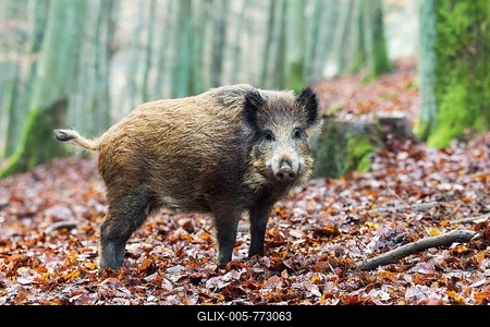 Wild Boar (Sus scrofa), Vulkan Eifel region, Rhineland-Palatinate, Germany-stock-foto