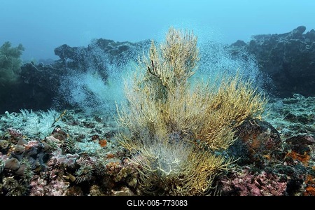 Rocky reef with yellow polyps of Black Coral (Anthipathes galapagensis) and fish spawning, Cousin Rock, UNESCO World Heritage Site, Galapagos archipelago, Ecuador, Pacific Ocean-stock-foto