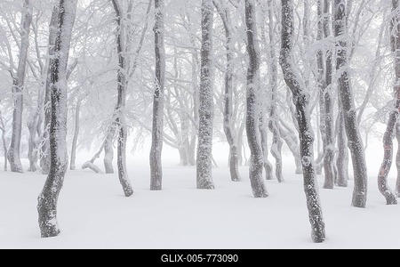 Beeches (Fagus) in dense fog, Switzerland-stock-foto